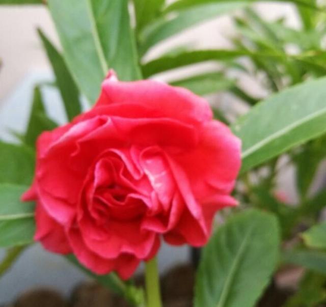 凤仙花种植方法和时间，凤仙花怎样扦插繁殖（一养就开爆盆）