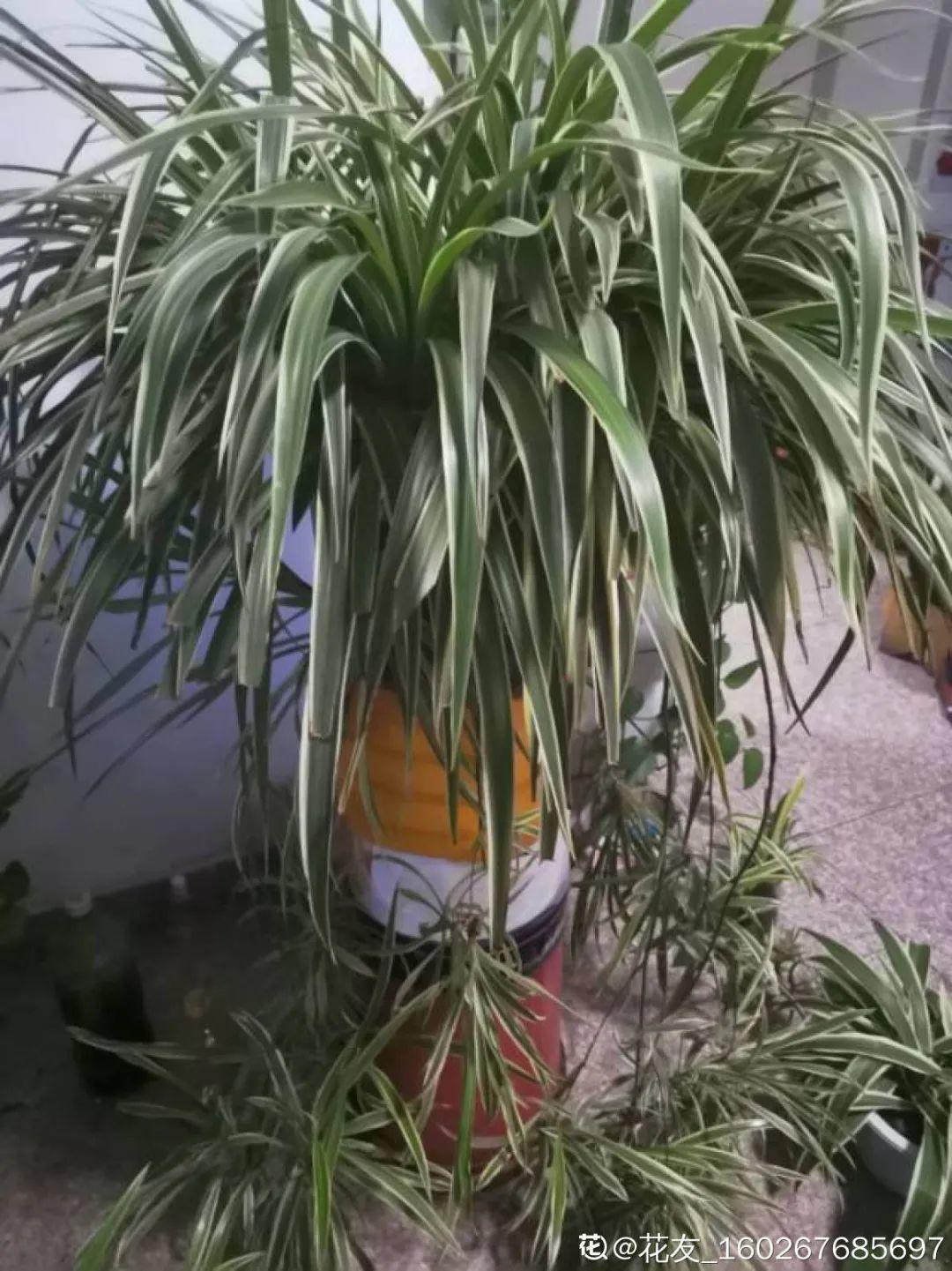 除甲醛的植物排名(除甲醛公司)