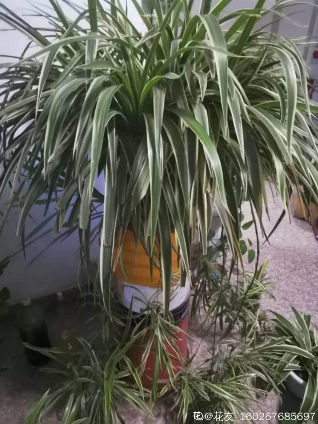 吸收甲醛的植物，哪种植物具有吸收甲醛的功能（净化空气最厉害）