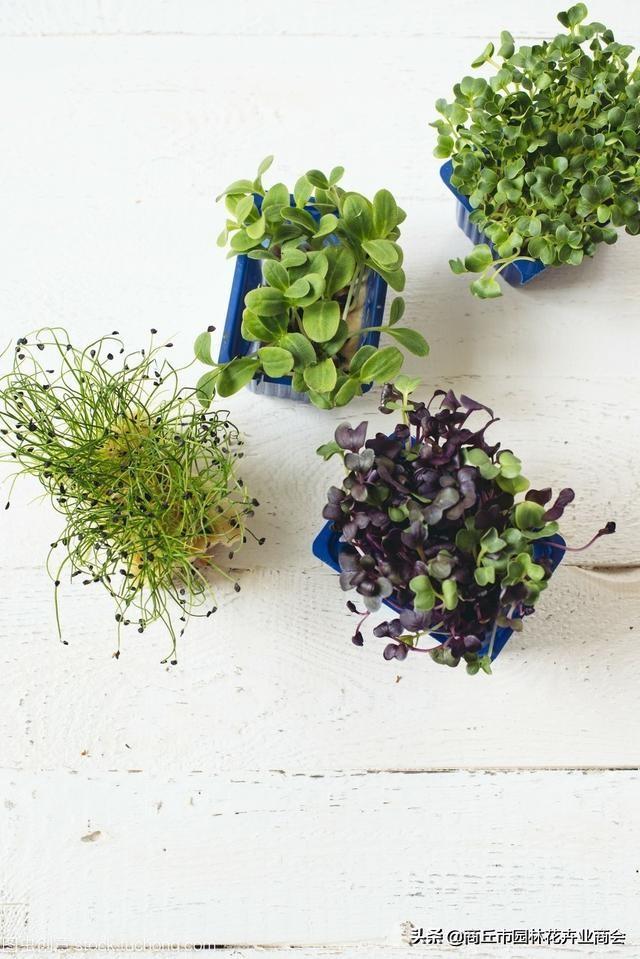 什么叫二年生草本植物，什么叫二年生草本植物图片（你知道草本和木本到底说的是啥吗）