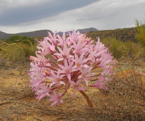鬼百合是什么样的花，鬼百合花图片（几种超美的百合花）