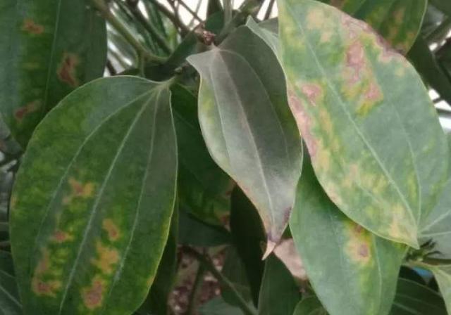 鹅掌柴的作用与功效，鹅掌柴的功效与作用（一养就能养20年）