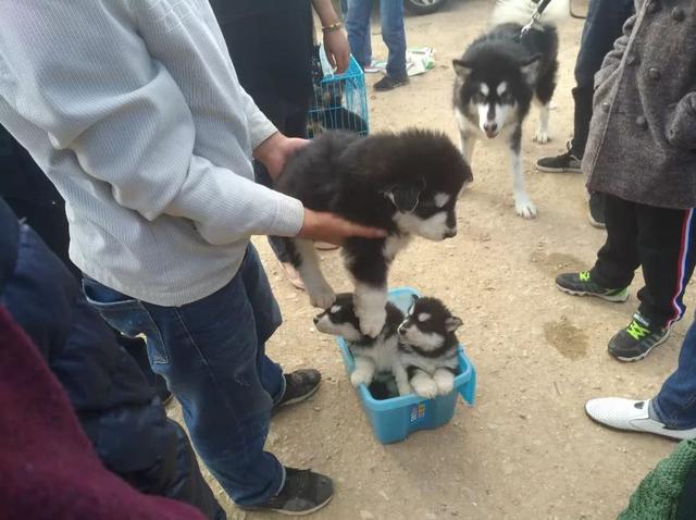 一只阿拉斯加幼崽多少钱，2022年阿拉斯加犬多少钱一只（狗市中商贩兜售阿拉斯加幼犬）