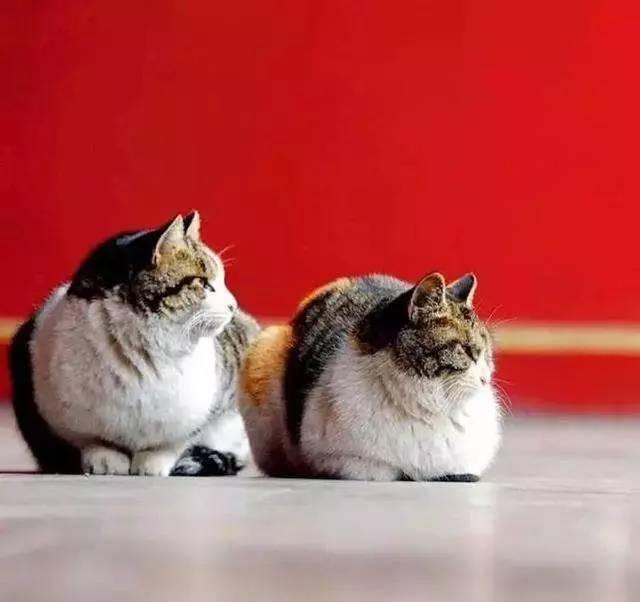 故宫最胆小御猫，我们只是惊呼是不够的