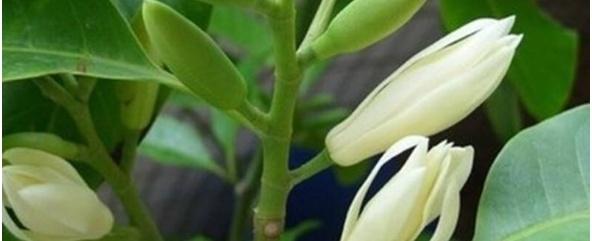白兰花怎么养，白兰花怎么养