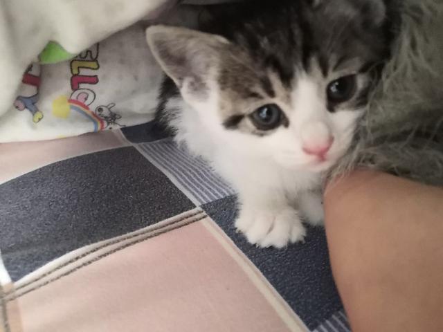 猫肉的做法大全，猫肉有什么做法（请问猫肉怎么做好吃一点）