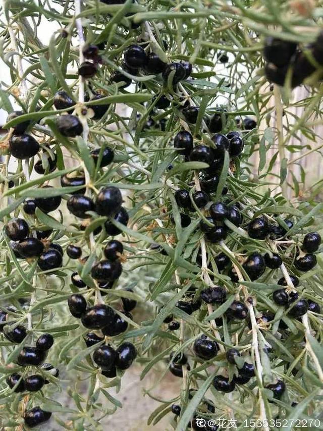 不锈钢盆可以放烤箱吗，烤箱里可以放不锈钢盆吗（10种花最养人）