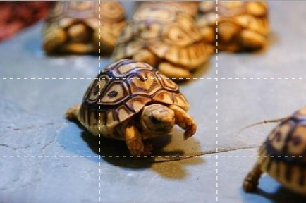 【犀牛鬣蜥】犀牛鬣蜥及其他品种鬣蜥介绍，犀角美洲鬣蜥（富阳水果店店主偷养10只濒危爬宠）