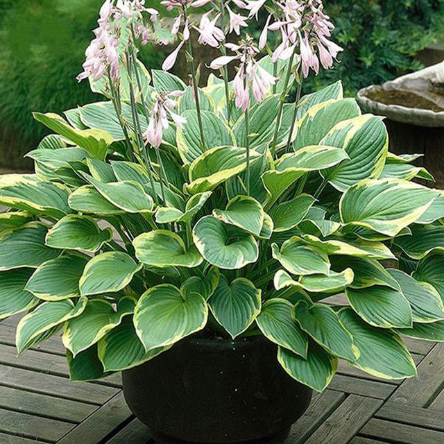 适合家里养的32种花，家里养什么花好（”家居盆花100种）