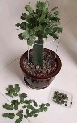 蟹爪兰怎么修剪，蟹爪兰什么时候修剪最好（蟹爪兰度夏“破败不堪”）