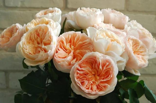 各种玫瑰花的含义，各色的玫瑰花有什么含意（一篇文章认全花店必备80种玫瑰花）