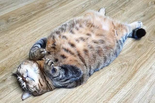 母猫会发腮吗，公猫会发腮吗（想养大圆脸猫咪的铲屎官）