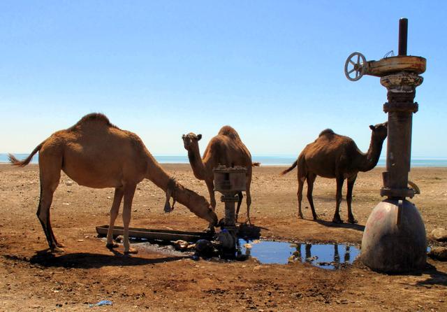 骆驼吃什么食物，骆驼喜欢吃什么食物（澳大利亚野骆驼泛滥成灾）