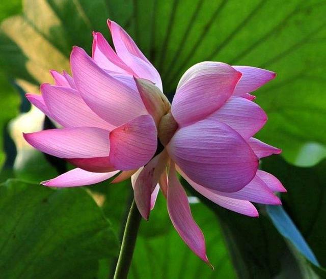 荷花是什么颜色的，荷花是什么颜色（都叫“荷花”）