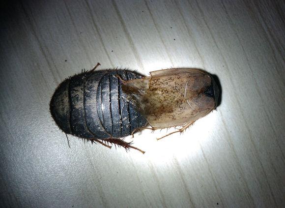 中华婪步甲怎么会在家里出现,中华婪步甲会在家里繁殖吗(净享生活,常