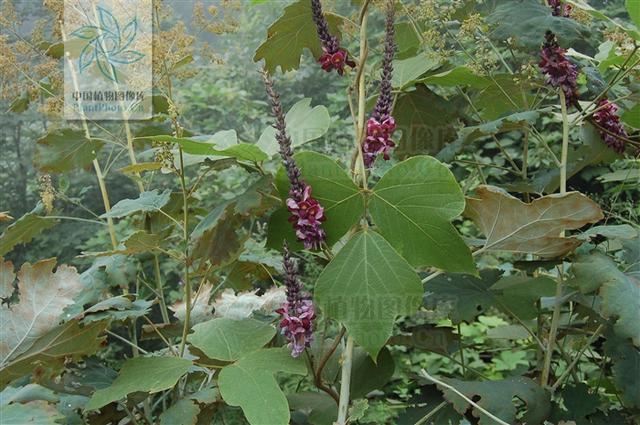 本草图经作者是谁，《本草图经》的作者（芎藭 蘼蕪 藁本）