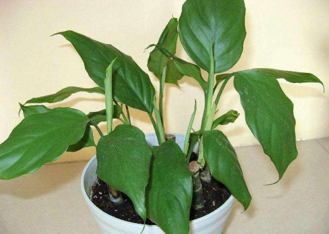 万年青的养殖方法，盆栽万年青的养殖方法（万年青种植的方法这么简单）