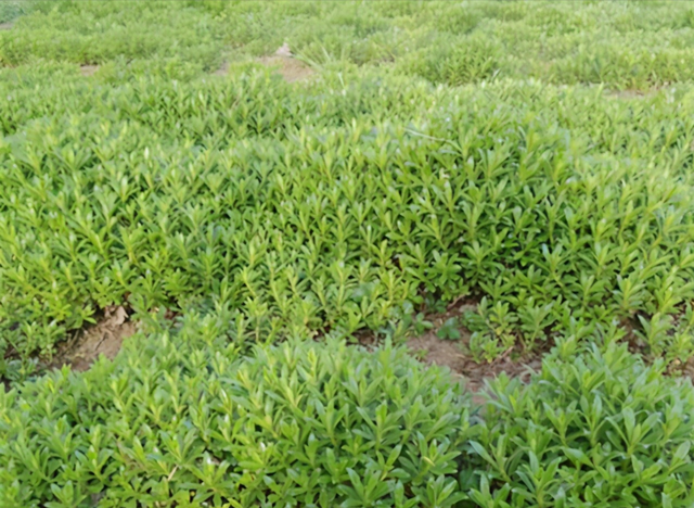 多肉植物可以吃吗有什么效果，多肉植物可以吃吗 可以吃的多肉植物有哪些（这“三多肉”被划入菜谱）