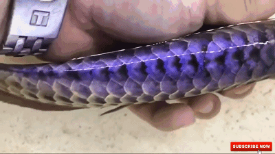 蓝龙鱼的生存环境-蓝龙鱼的简介，蓝龙鱼是热带鱼吗（看看黑龙和蓝龙！真的假的）