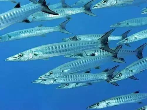 请问清炸小扒皮鱼的做法，炸小剥皮鱼的做法大全（今后再也不怕不认识海鲜了）