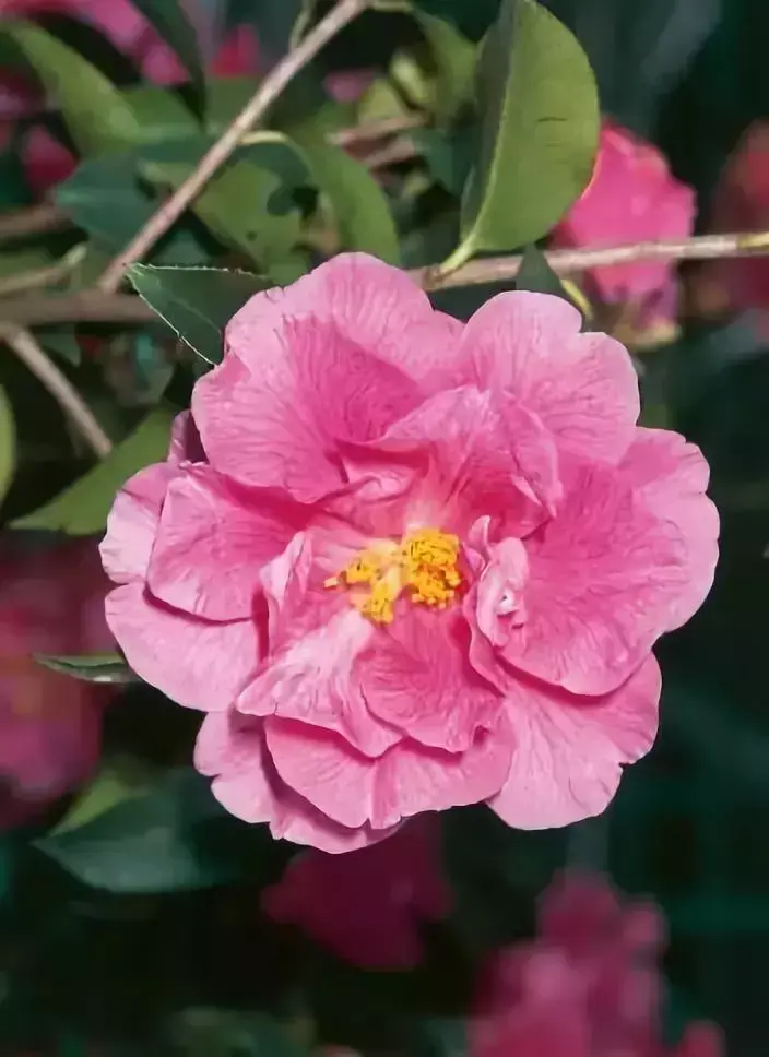 各种花开放的时间（100种常见花的花开时间附图）