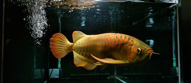 高背红尾金龙鱼，高背金龙鱼的简介-高背金龙鱼的配对方法（鱼友当自强——学会辨识金龙品种和泡药鱼）