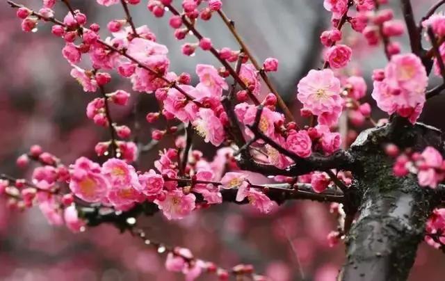 多肉是什么植物，多肉植物是什么植物（中国春天最美15座大学）