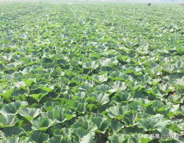 板栗南瓜怎么做好吃，好吃又简单的板栗南瓜（连挑食的小孩都无法拒绝）