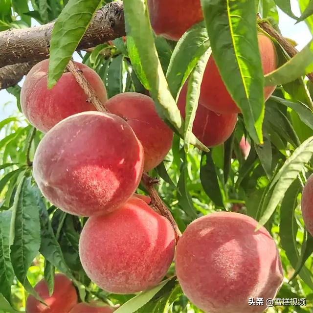 水蜜桃怎么保存，水蜜桃怎么长期保存新鲜（让我来告诉你这样保存30天）