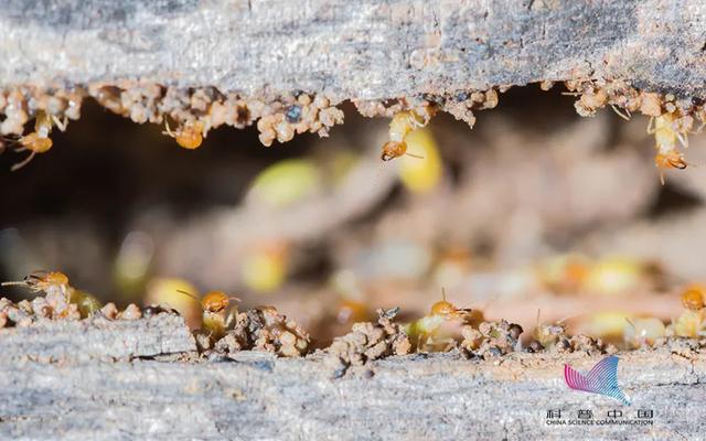 白蚁是什么，白蚁是什么样的图片（钻头发、钻衣服、拆你的家…别私自处理）