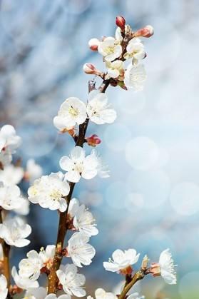 梅花什么颜色，冬天的梅花什么颜色（在古诗词中优雅地绽放）