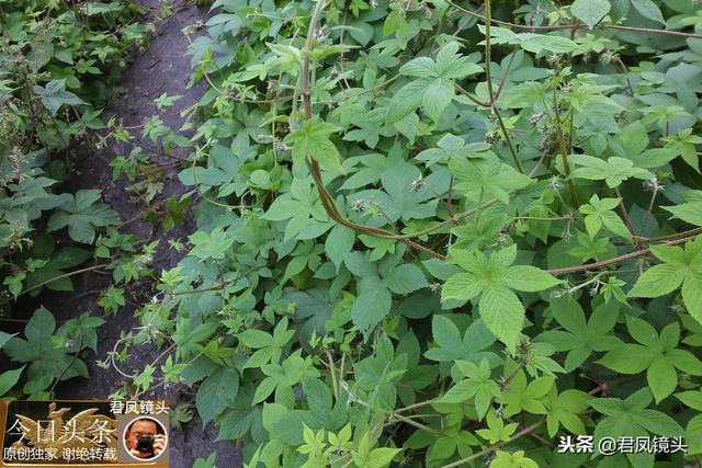 葎草  葎草图片,主治气管炎,肾炎,泌尿结石;售价10元一公斤