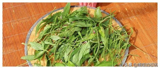 新鲜车前草吃法大全，鲜车前草的吃法（带你们了解车前草凉茶制作流程）