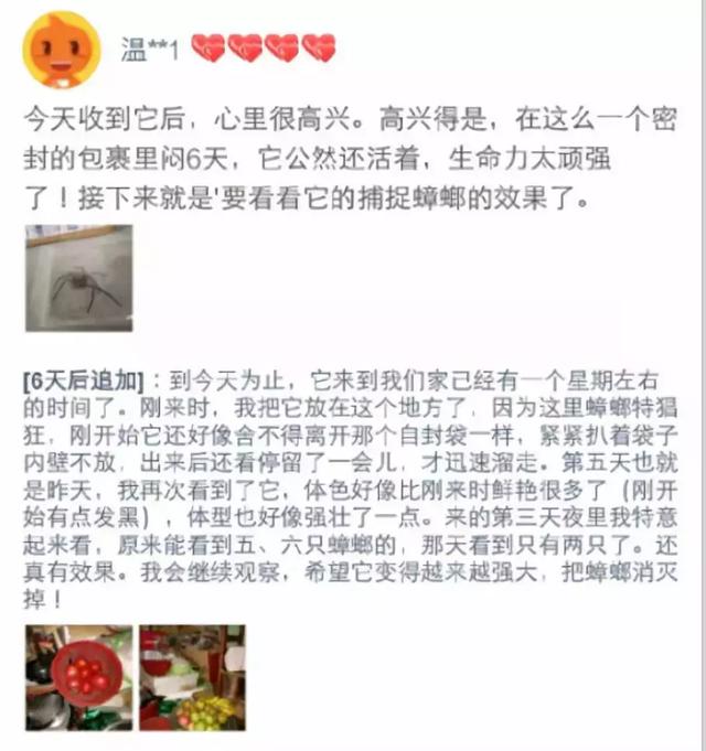 小蜘蛛有毒吗，家里出现的小蜘蛛有毒吗（厦门有人养了这种“网红”蜘蛛）