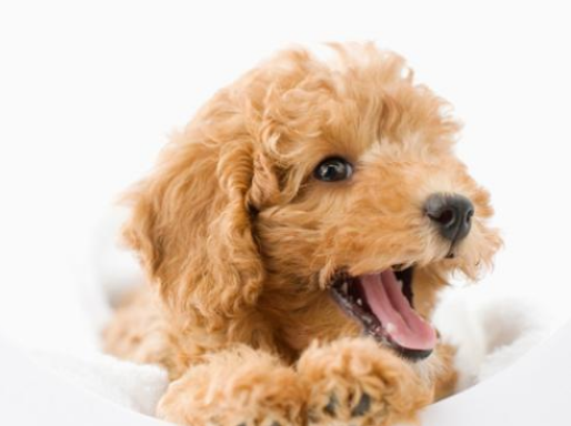 泰迪怎么训练，泰迪犬该如何训练