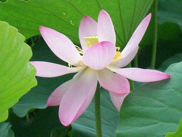 荷花是什么颜色的，荷花是什么颜色（都叫“荷花”）