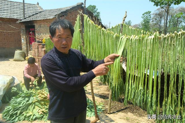 四川的贡菜是什么菜，贡菜是四川特产吗（农村“夕阳红”蔬菜）