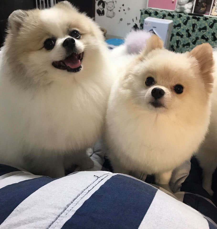 博美幼犬图片(博美纯种和不纯的对比)