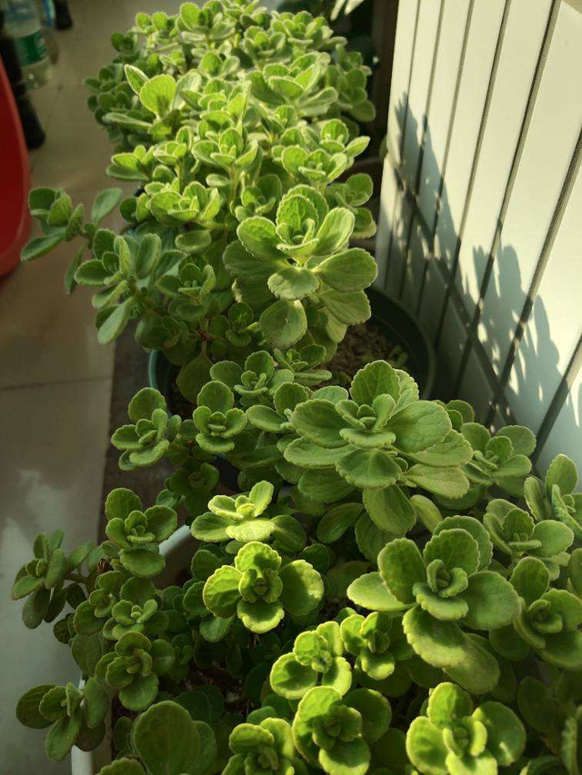 一抹香植物图片的功效与作用，一抹香的作用和用途（5种“香香花”摆在卫生间）