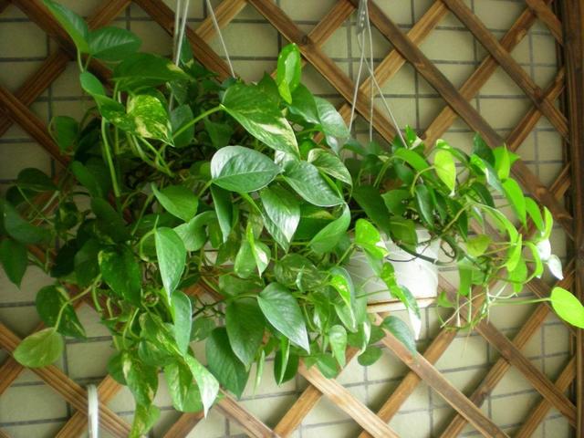 一进门见到什么植物好，一进门口摆放什么植物旺风水（6种“健康花”）