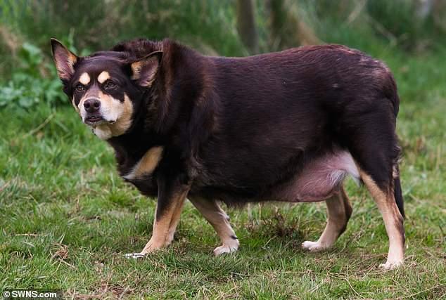 阿拉斯加犬价格，400元阿拉斯加幼犬出售（140斤阿拉斯加犬）