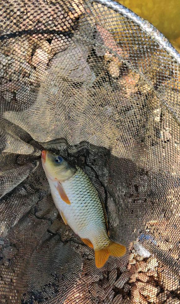 怎樣養殖黃箭魚,怎樣養殖黃箭魚視頻(農村小水塘裡釣起半米長