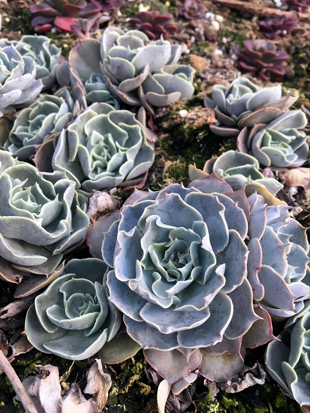 玫瑰简介，树状玫瑰简介（简介爱尔兰薄荷、阿吉塔玫瑰、财路、奥利维亚、表丽娜、白马王子）