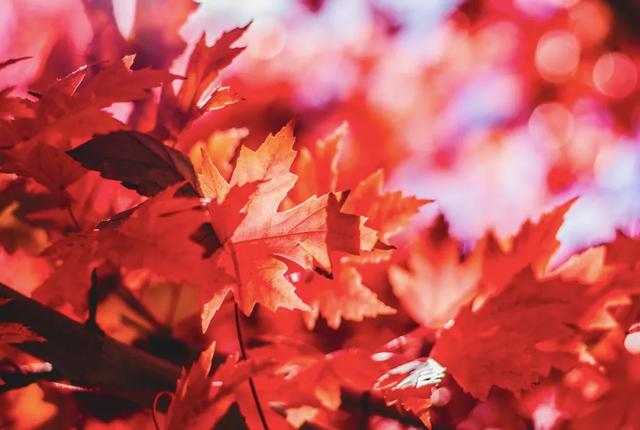 描写秋天景色的古诗,描写秋天景色的诗句古诗(句“秋天”诗词,品读静美清秋) 描写秋天景色的古诗,描写秋天景色的诗句古诗(句“秋天”诗词,品读静美清秋)