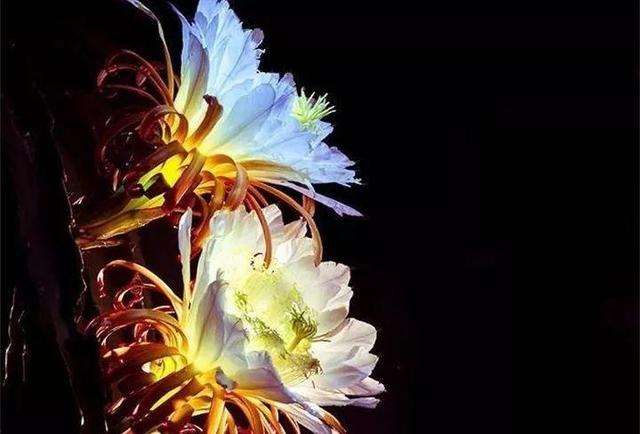 荷花的外貌特征，荷花的外貌特征怎么写（这花平时丑的没人看）