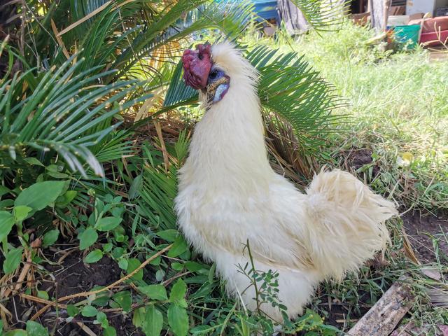 黑乌鸡为啥比白乌鸡贵，黑乌鸡为啥比白乌鸡贵很多（泰和乌鸡百科说明）