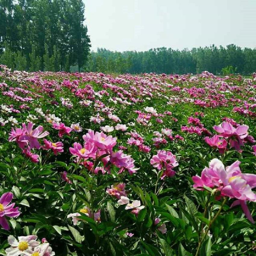地蚕价格多少钱一斤(农村常见的一种植物) - 价格百科