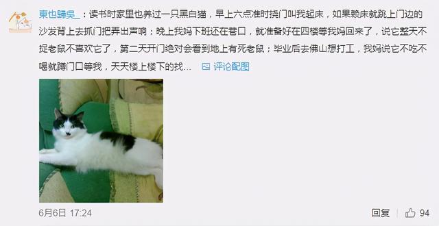 猫的灵性有多强，猫界最有灵性的四种猫（一只猫可以多有灵性）