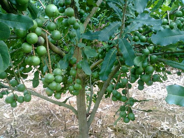 夏威夷果长什么样，原来夏威夷果是长这样的（夏威夷果：“名不副实”的坚果）