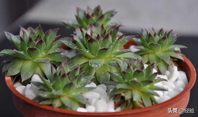芦荟养殖，芦荟的养殖管理（盆栽芦荟的养殖方法和注意事项）